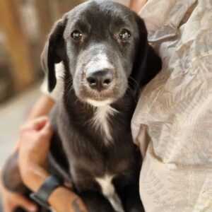 SEVERIN (♂) -ausgereist zum TST Rösrath