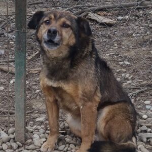 PEPINO - vermisst 11/24