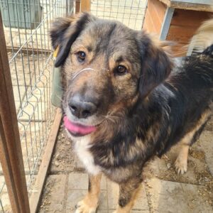 REXX S - vermisst 04/2023