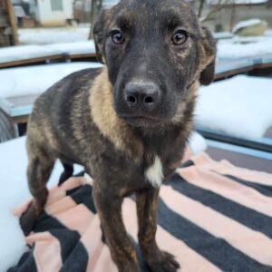 YUNA (♀) - auf PDR PS im PLZ Bezirk 5 - vermittelt