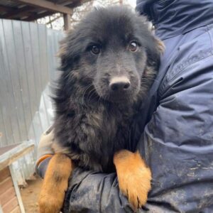 JEREMY - vermittelt MD