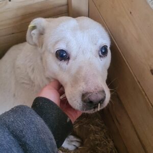 ROMINA - reserviert NadineH - vermittelt