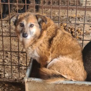 LUNICARA (♀) - ausgereist zu Vierbeiner in Not (AL)