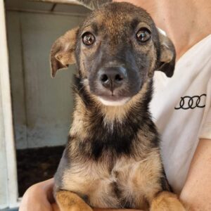 ROSALI (♀) - ausgereist zu Vierbeiner in Not