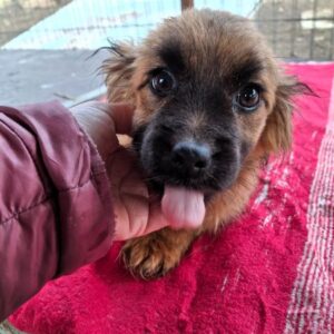 BABSI (♀) - ausgereist zu Vierbeiner in Not (AL)