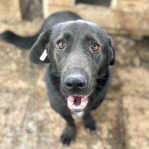 BELLAMIE (♀) - RBB 07/24