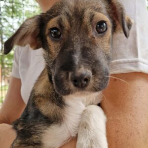 HETTIE (♀) - ausgereist zur SHR e.V.