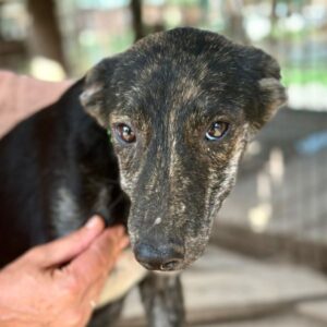 BOLEK (♂) - auf PS im PLZ Bereich 86 (NE) *ausgereist* - vermittelt