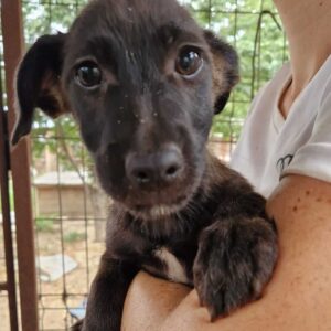 MUCK (♂) - auf PS im PLZ Bereich 42 - vermittelt