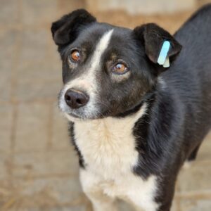 TAMARO (♂) - vermisst 11/24