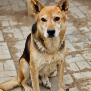 URAS (♂) - vermisst 11/24