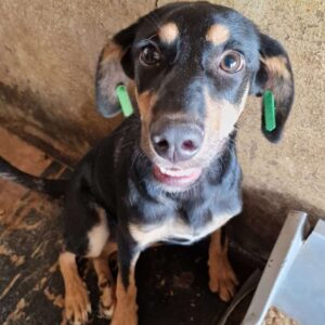 NENE (♀) - ausgereist zu Pro Vita Animale e.V.