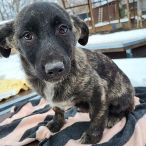 LUMINITA (♀) - ausgereist zum Kinder- und Tierschutzhof Hahnenberg