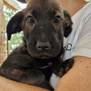 DEEKS (♂) - ausgereist zur SHR e.V.