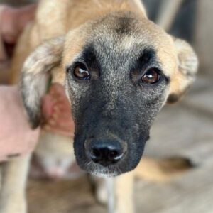 KJELL (♂) - ausgereist zum TST Rösrath