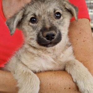 SCARLETT (♀) - auf PS im PLZ Bereich 85 - vermittelt