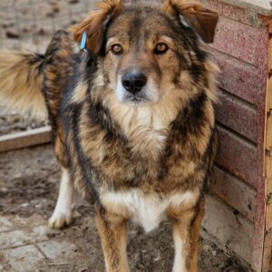 COLLIN (♂) - seit mindestens 2019 im Shelter