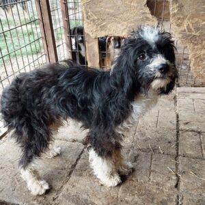 SUVI - sehr dünn (11/23) - vermittelt MD