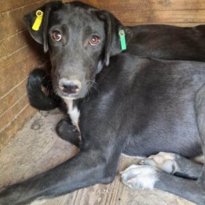 TOBI (♂) - braucht dringend positiven Menschenkontakt