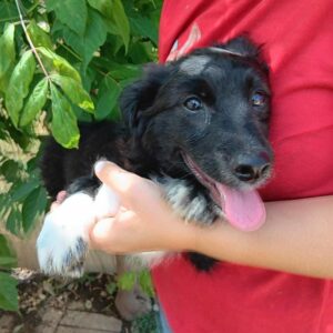 FILOU (♂) - ausgereist zu Vierbeiner in Not