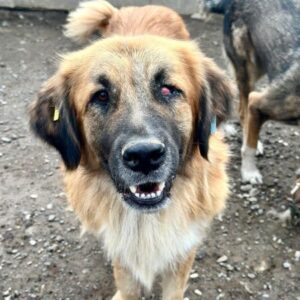 BOSHO (♂) - vermutl. linkes Auge blind, Vorderbein deformiert, beginnende Hautprobleme