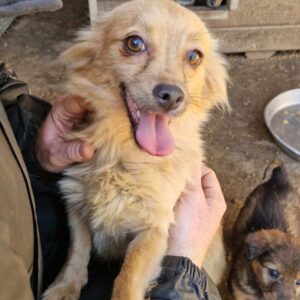 BLIX (♀) - auf PDR PS im PLZ Bezirk 24 - vermittelt