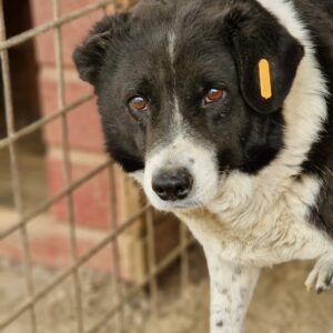 BAFFIE - vermisst 11/24