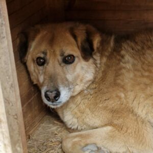 BABBLES - vermisst 11/24