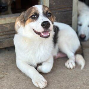 ZORRO (♂) - vermittelt JW