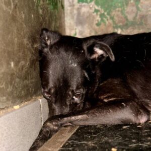 BAGHIRA (♀) - Notfall - Rute abgerissen - Kot inkontinent - reserviert (GC 12.09.)