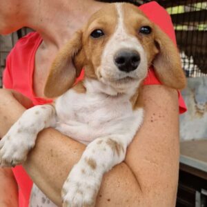 MARIE (♀) - ausgereist zum TST Rösrath