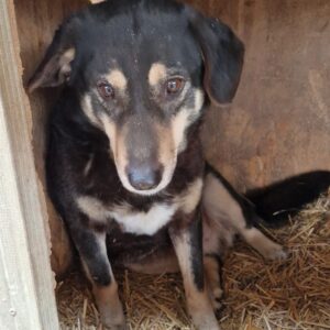 MANISHA (♀) - NOTFALL in Rumänien - jetzt auf PDR PS im PLZ Bezirk 18 - vermittelt