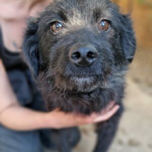 CASSANDRA (♀) - auf PDR PS im PLZ Bezirk 18 - vermittelt