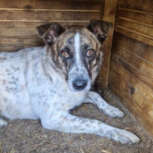 KARLOTTA (♀) - vermittelt NadineH