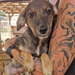 LEILANI (♀) - ausgereist zu Kathleen Müller