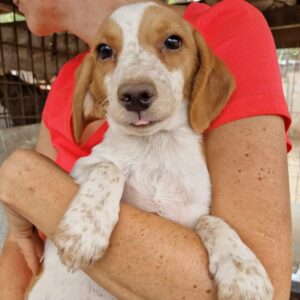 CLAUDI (♀) - auf PS im PLZ Bereich 46 - vermittelt