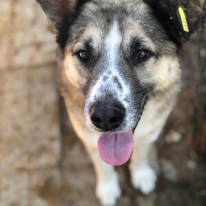 ORION (♂) - seit mindestens 2019 im Shelter