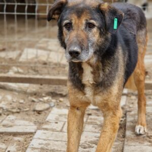 SPARTACUS - vermisst 11/24