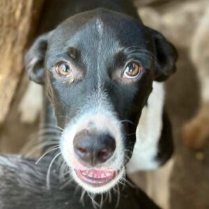 TAMMIE (♀) - vermittelt JW