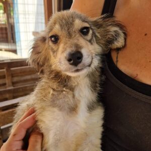 FABIA (♀) - auf PS im PLZ Bereich 21 - vermittelt