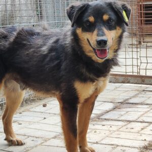 BAILEY (♂) - seit 2019 im Shelter