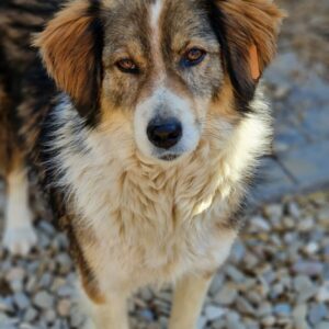 CANDY - reserviert Anna vermittelt