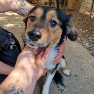 RIVO (♂) - vermittelt LS