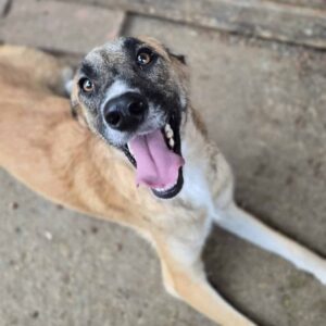 JAMBO (♂) - Probleme mit der Hinterhand - Notfall