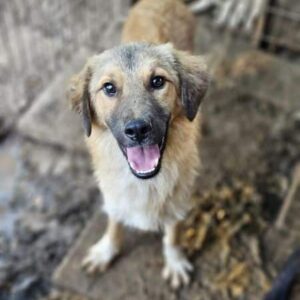 BONZO (♂) - ausgereist zum TST Rösrath