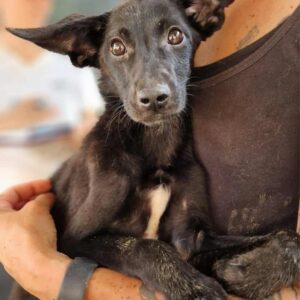 ANJULI (♀) -ausgereist zum TST Rösrath