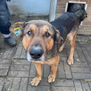 FREDDY - seelischer Notfall - vermittelt Manuela