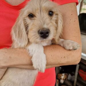 HEDDA (♀) - ausgeprägter Überbiss - auf PS im PLZ Bereich 47 - vermittelt