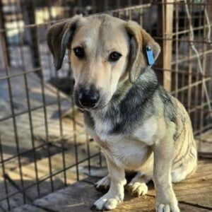 MABLE (♀) - ausgereist zum TST Rösrath