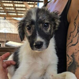 KODA (♂) - ausgereist zur SHR e.V.